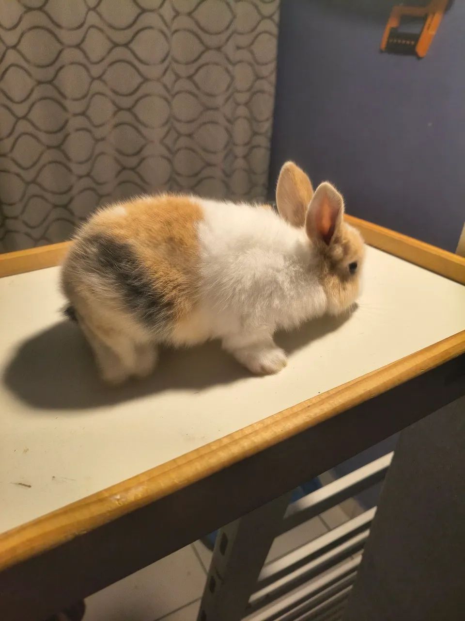 Coelhos raça mini holandês  - Foto 2