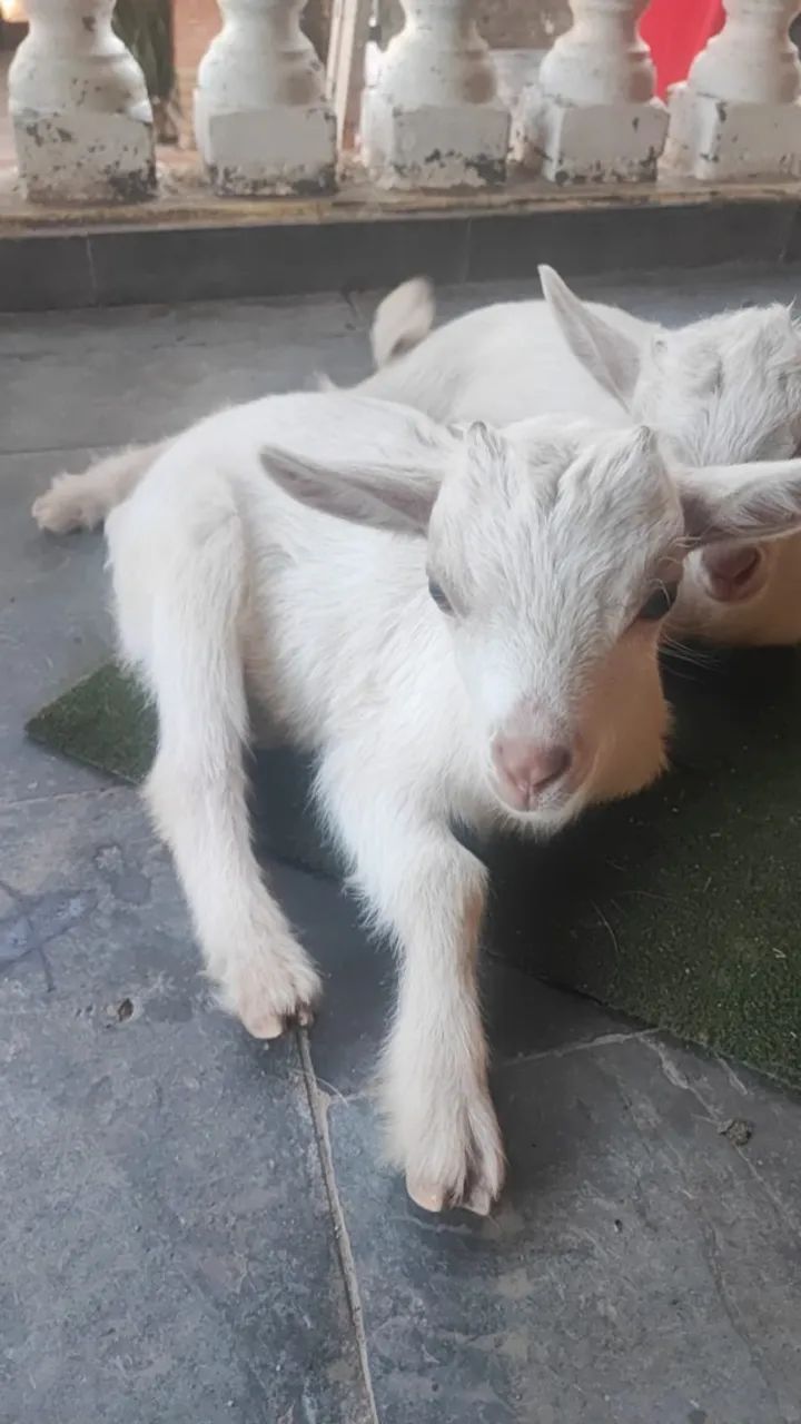 cabrito mini bem branquinhos whats app * - Foto 2