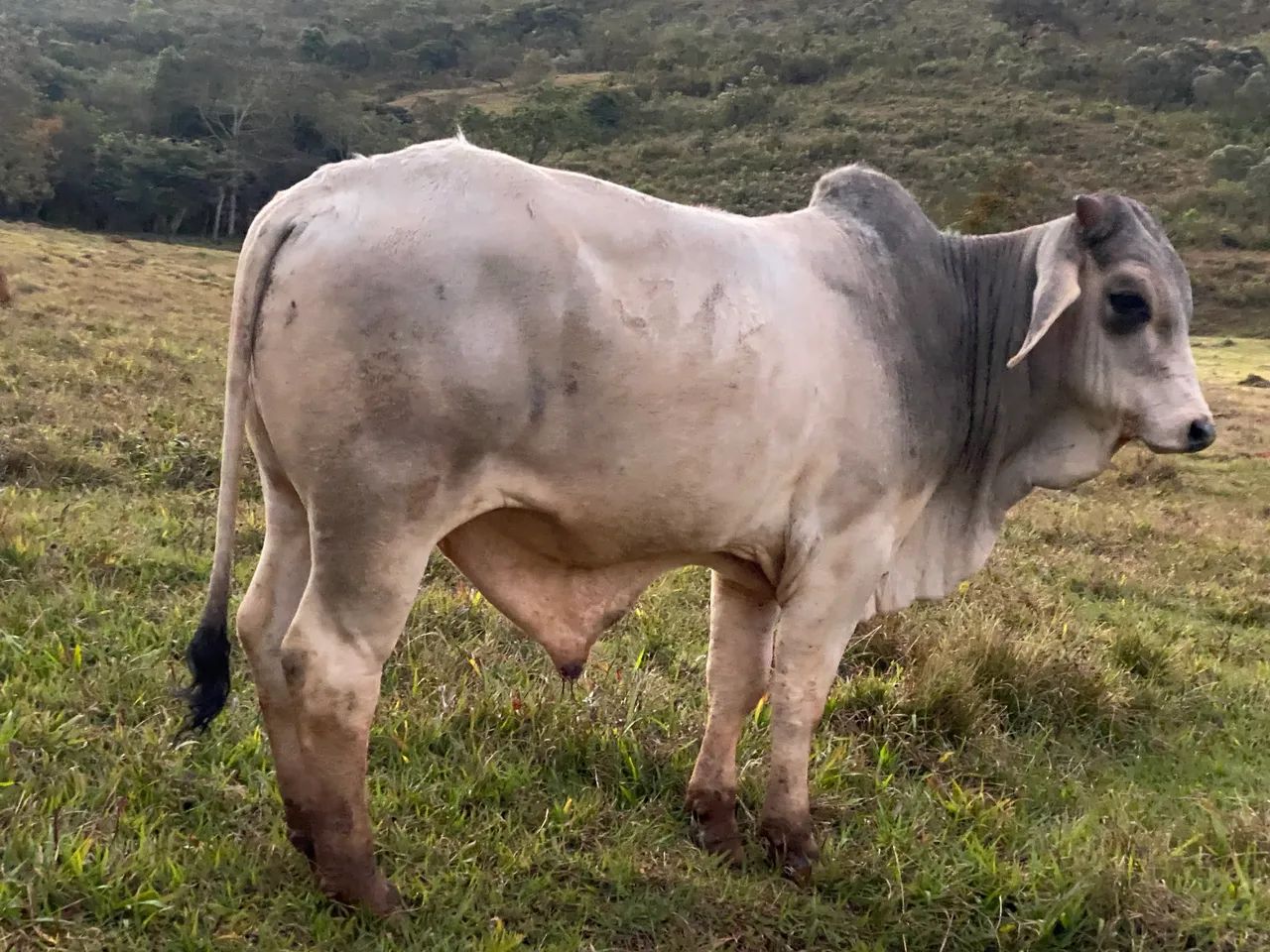 Bói Bhamam 