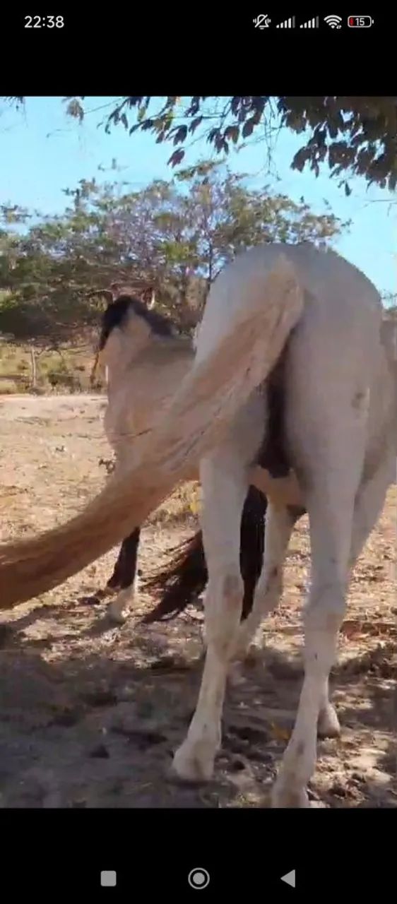 Dois Cavalos 