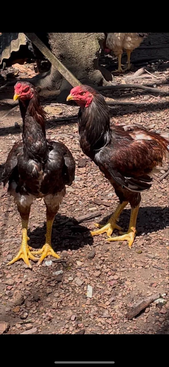 Frango - Foto 5