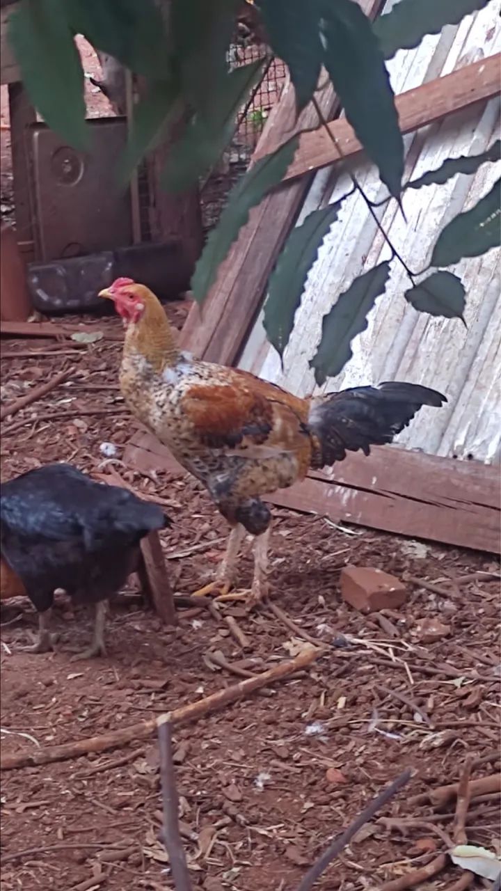 FRANGO PARA GALO - Foto 4