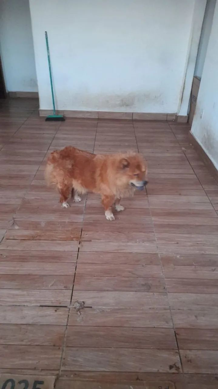 Cachorro para doação