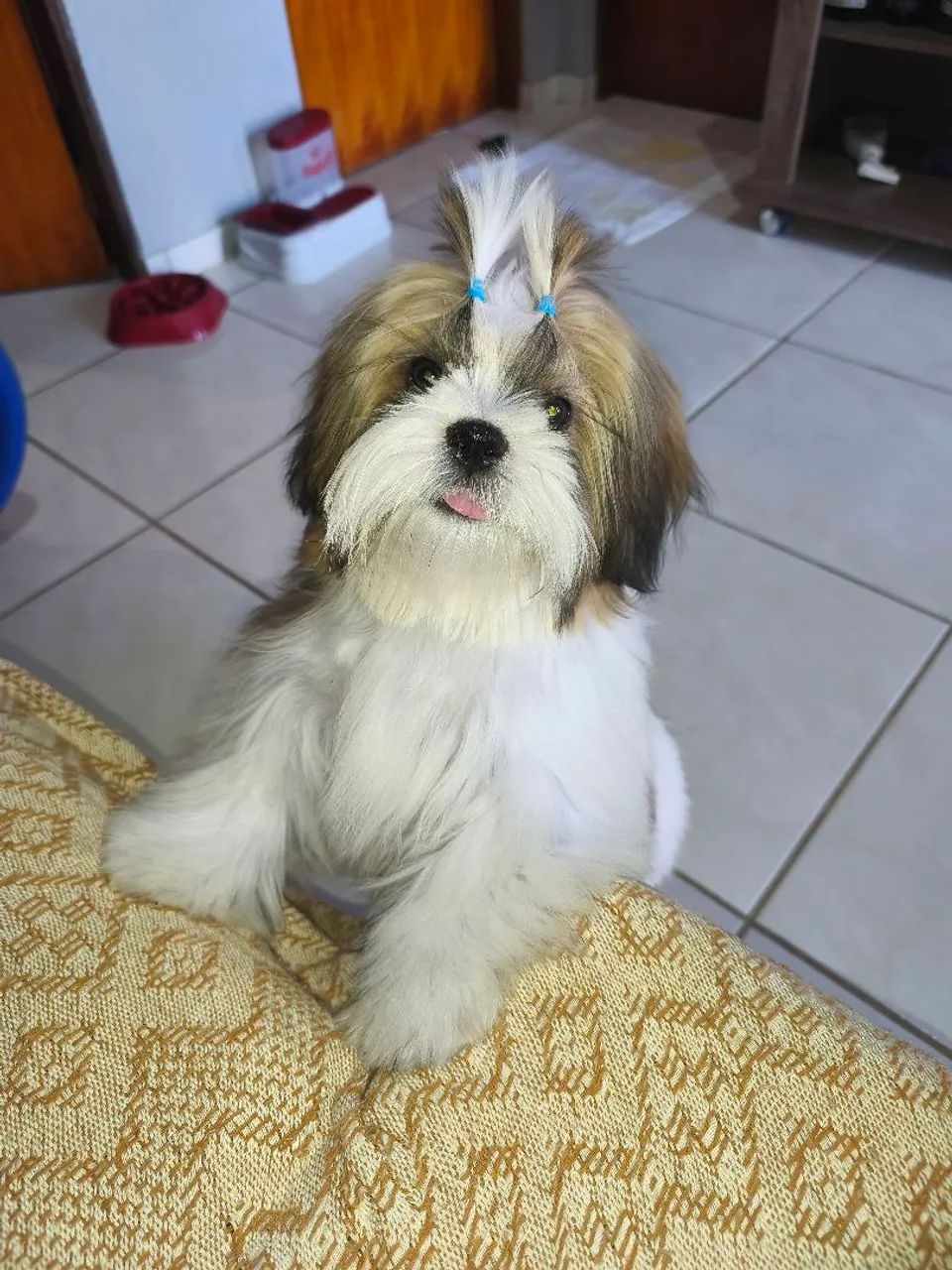 Shihtzu Macho para Cruzar - Foto 3