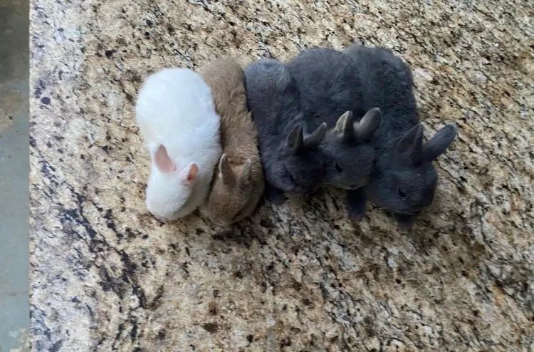 Coelho anão  Netherland Dwarf - Foto 3