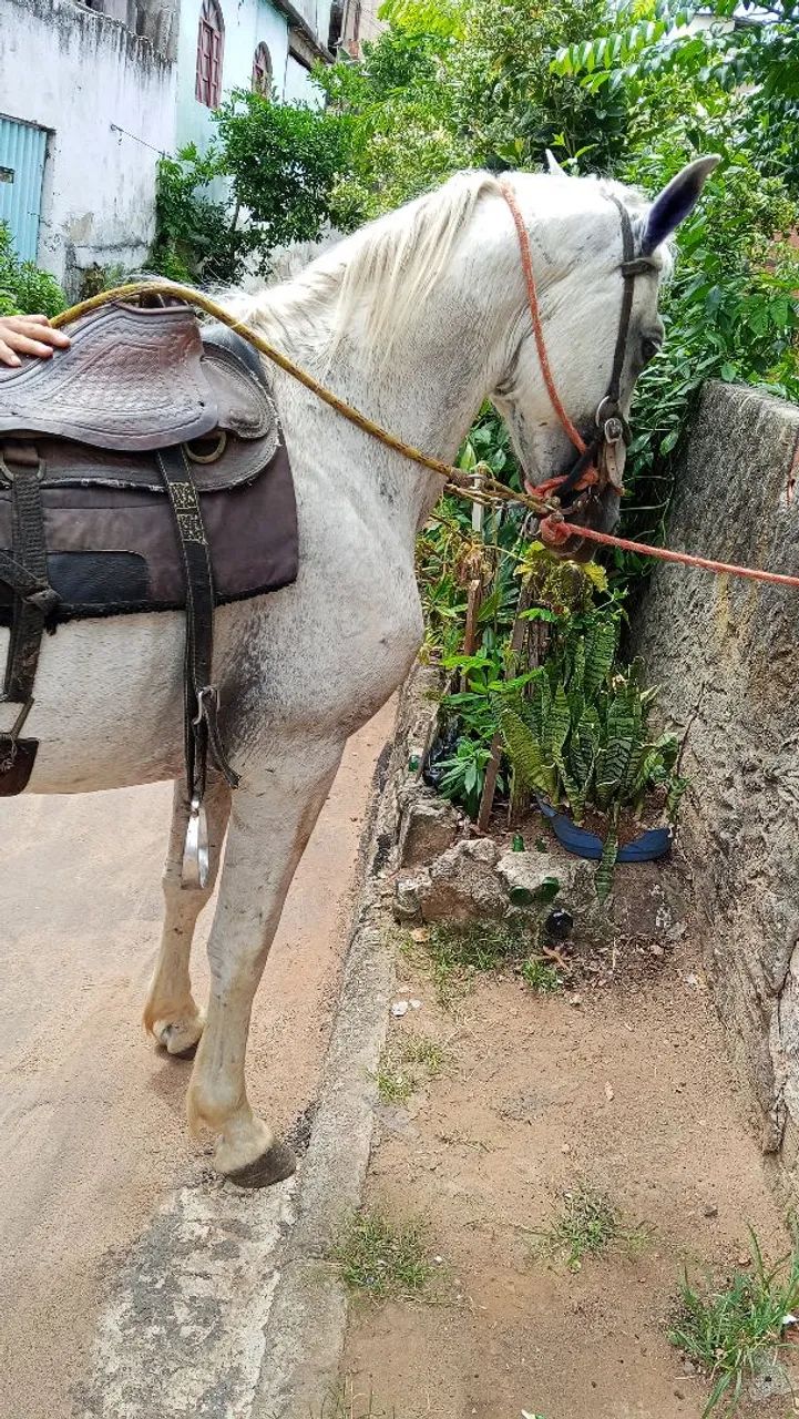 Vendo cavalo mangalarga inteiro registrado - Foto 3