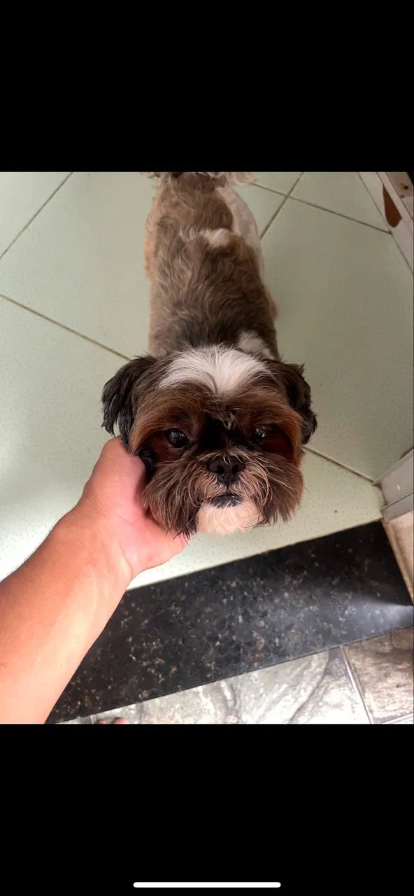 Shih tzu macho