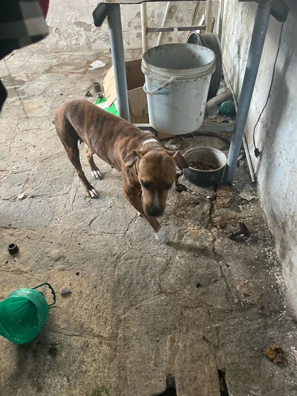 doação cachorro pit 