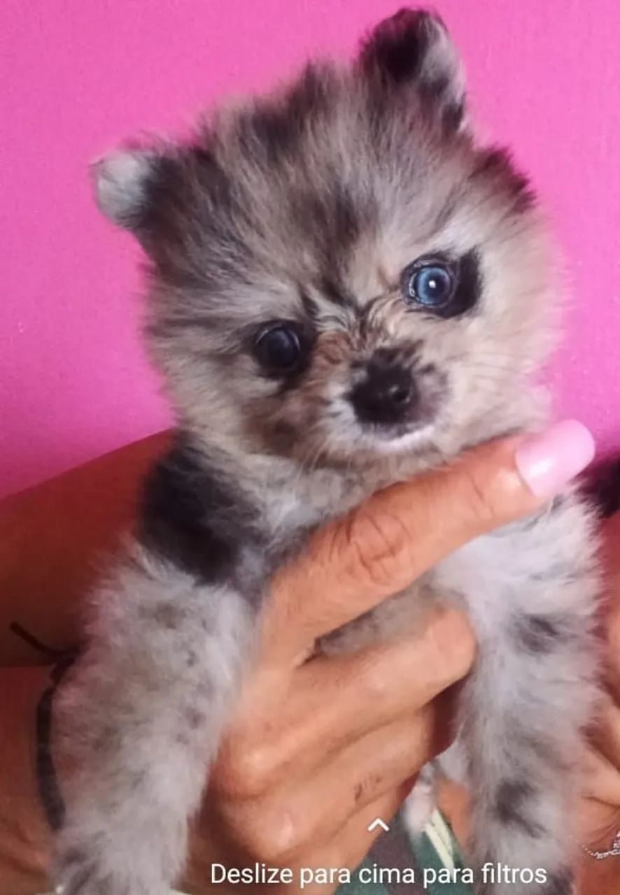 Spitz Black  top - Foto 5