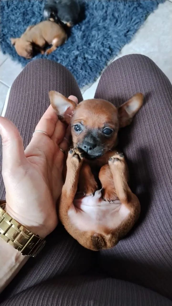 Pinscher Zero 