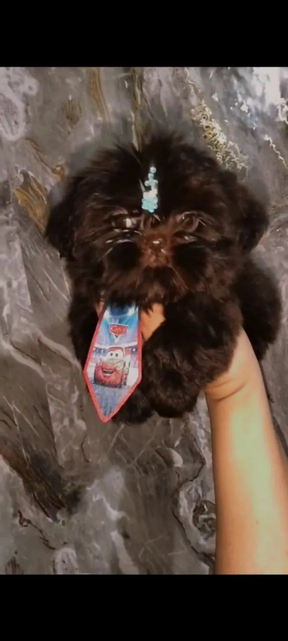 ShihTzu micrissimo macho Chocolate  - Foto 2