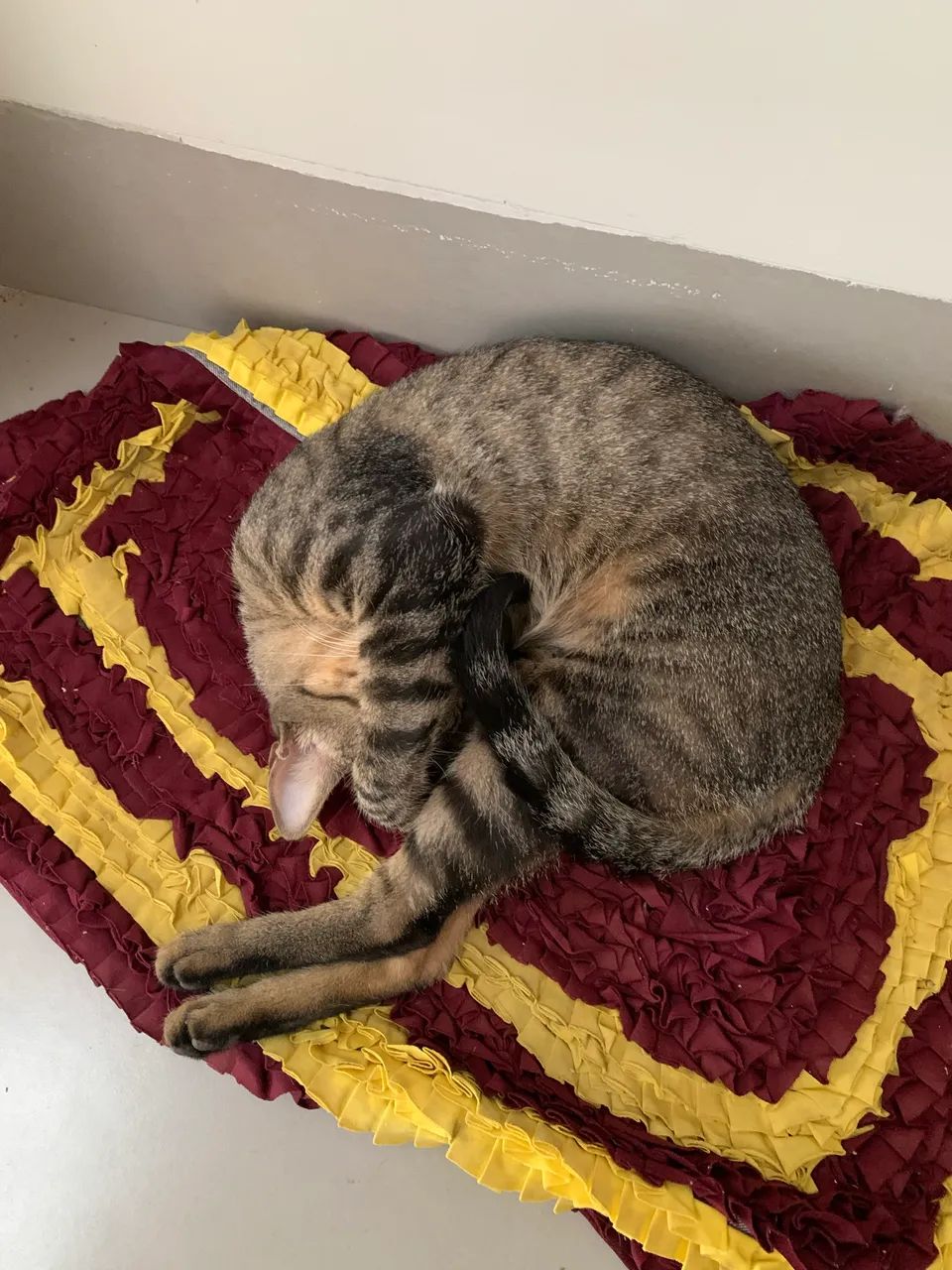 Adoção de gato macho - Foto 2