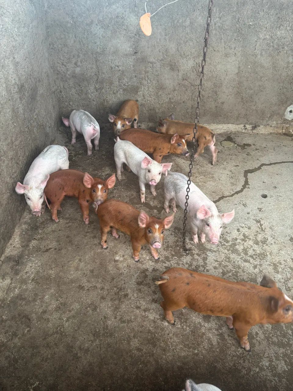 Leitão  - Foto 2