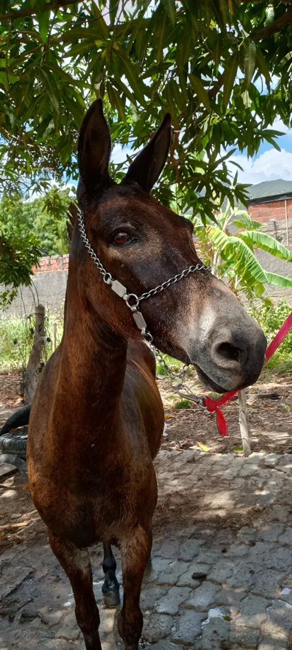 Burro Machador  - Foto 4