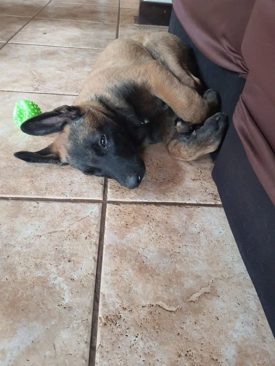 Filhote de malinois 
