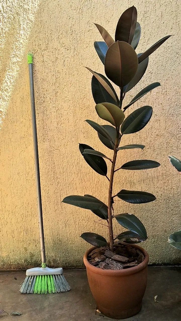 Ficus Elástica Burgandy  - Foto 3