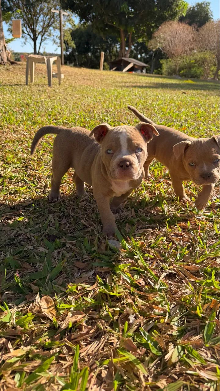 Filhotes American Bully Micro - Foto 3