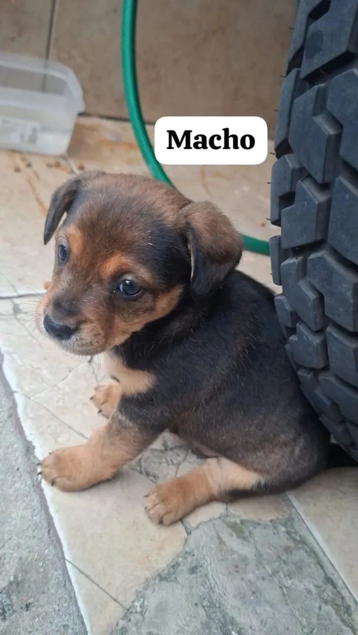 Cachorrinho pra doação  - Foto 2