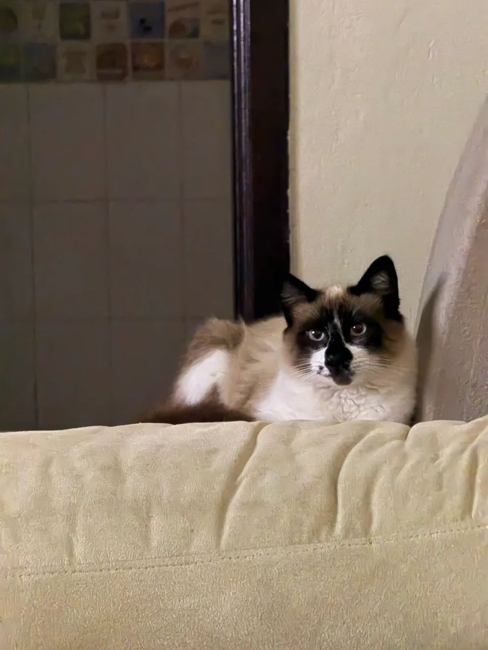 Adoção responsável - Foto 3