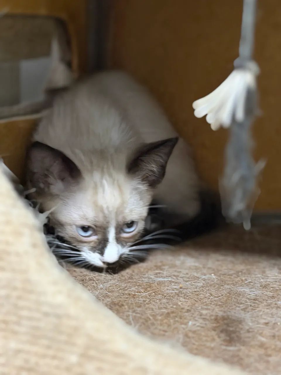 Doação gatos filhotes  - Foto 6