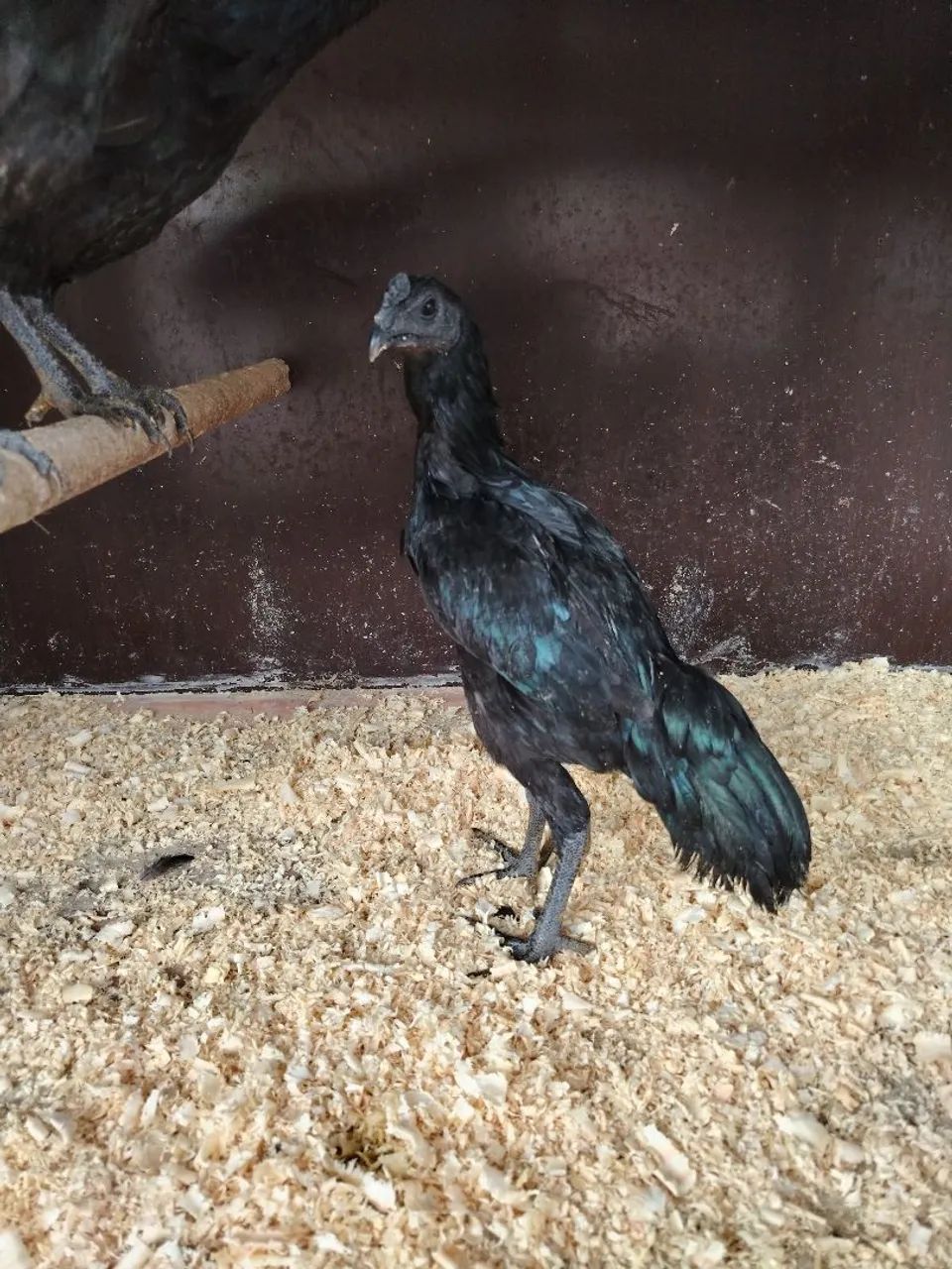 Ayan Cemani 