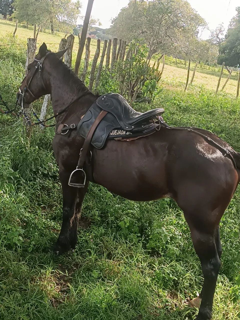 Égua de vaquejada (esteira) - Foto 2