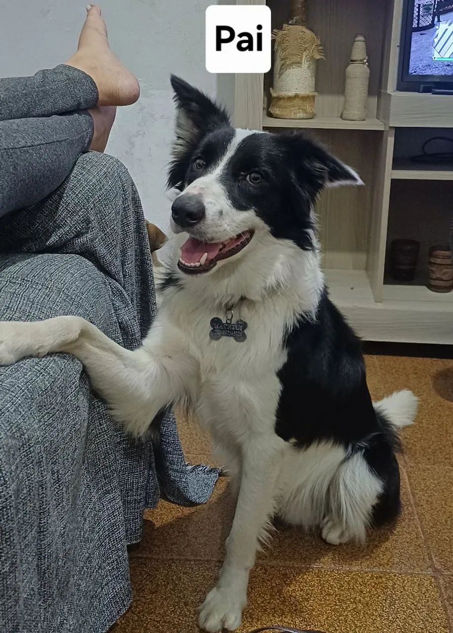 Filhotes de border collie  - Foto 3