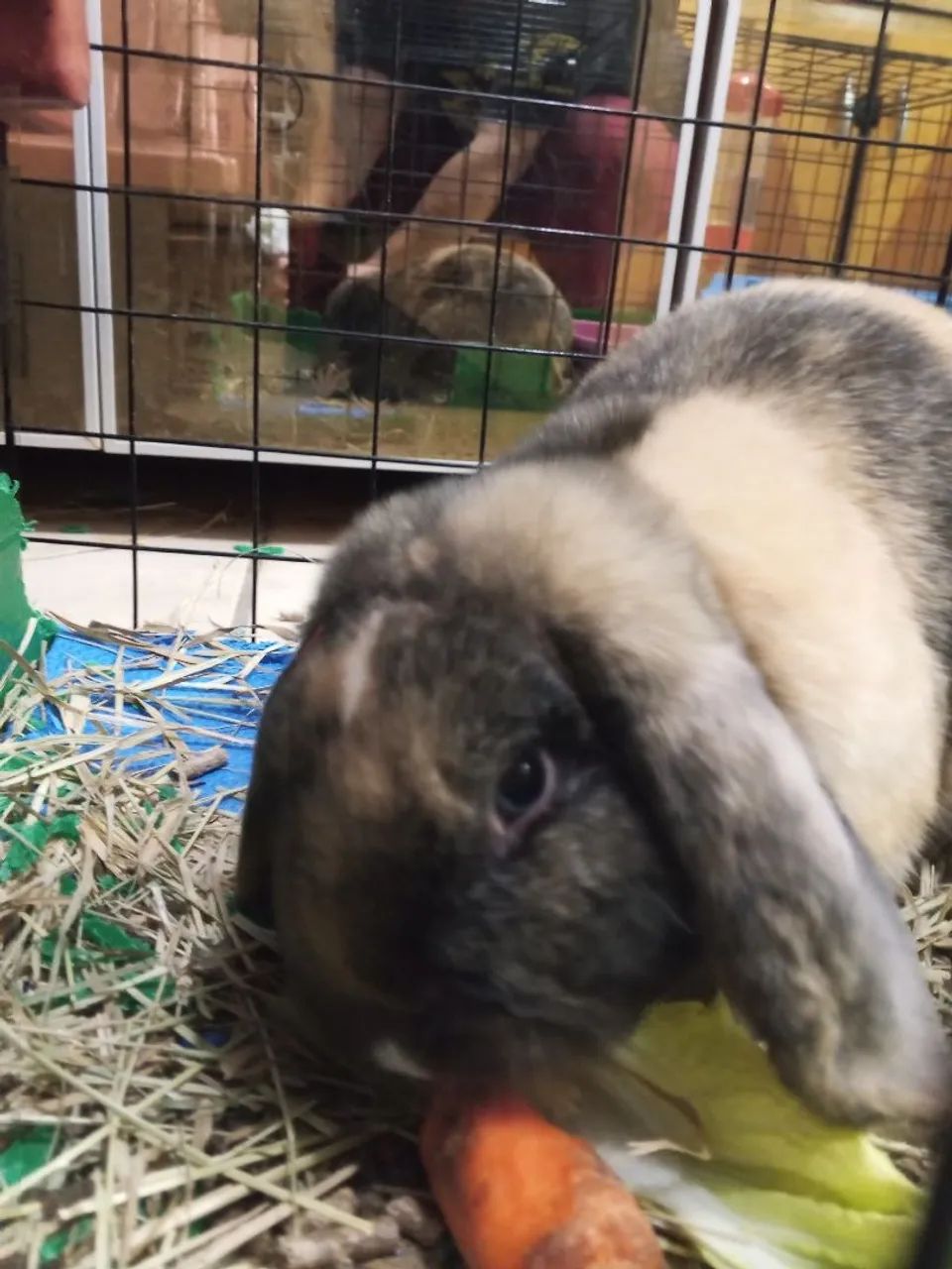 Vendo Coelho mini lop lindo  - Foto 2