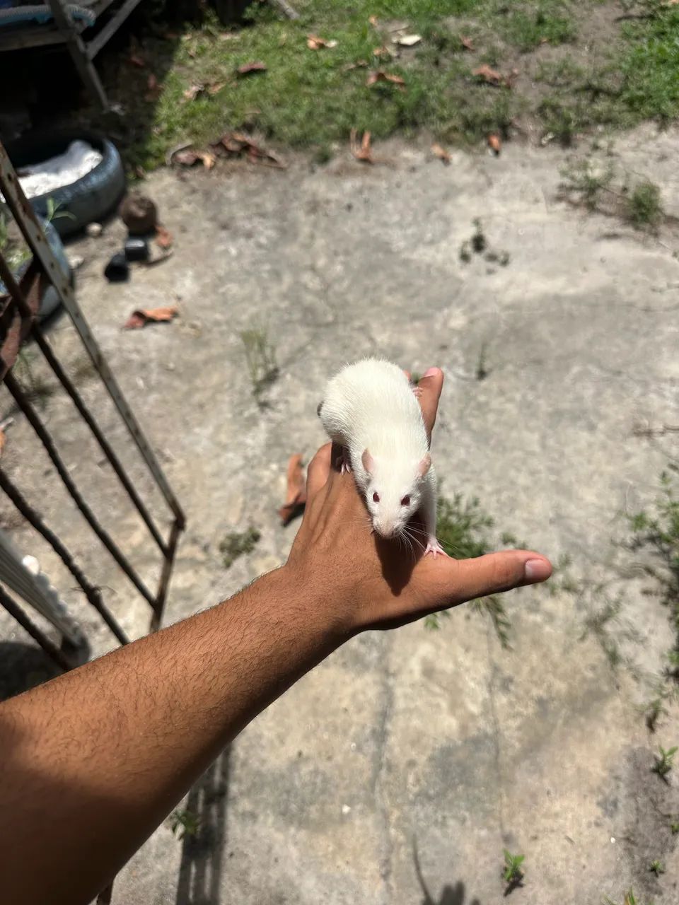 Ratos para pet e alimntaç - Foto 2