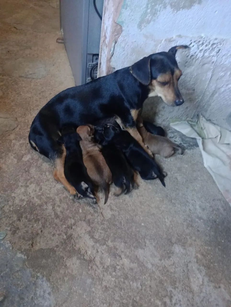 Cachorro de raça 