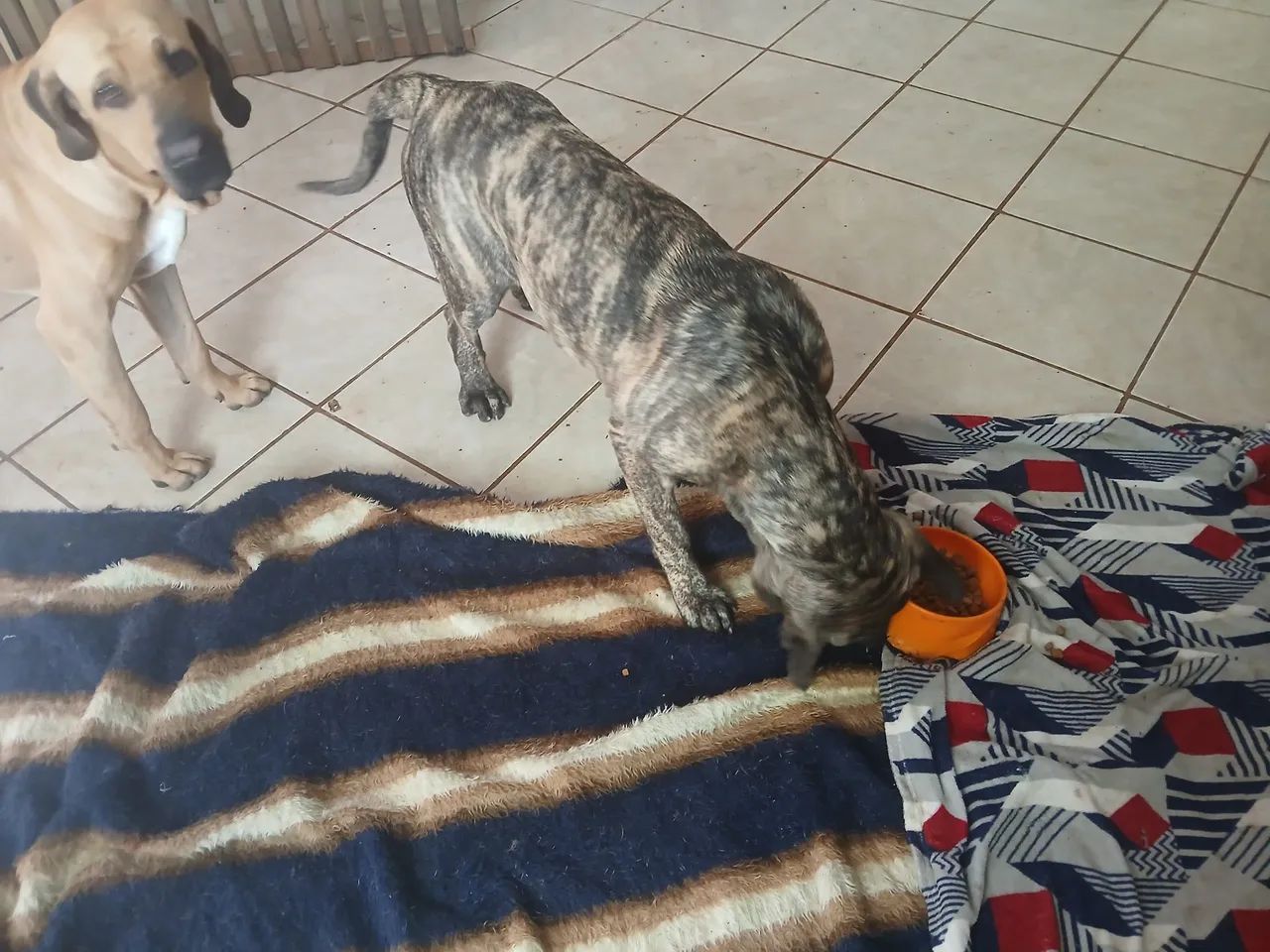 Filhotes de Fila brasileiro! - Foto 4