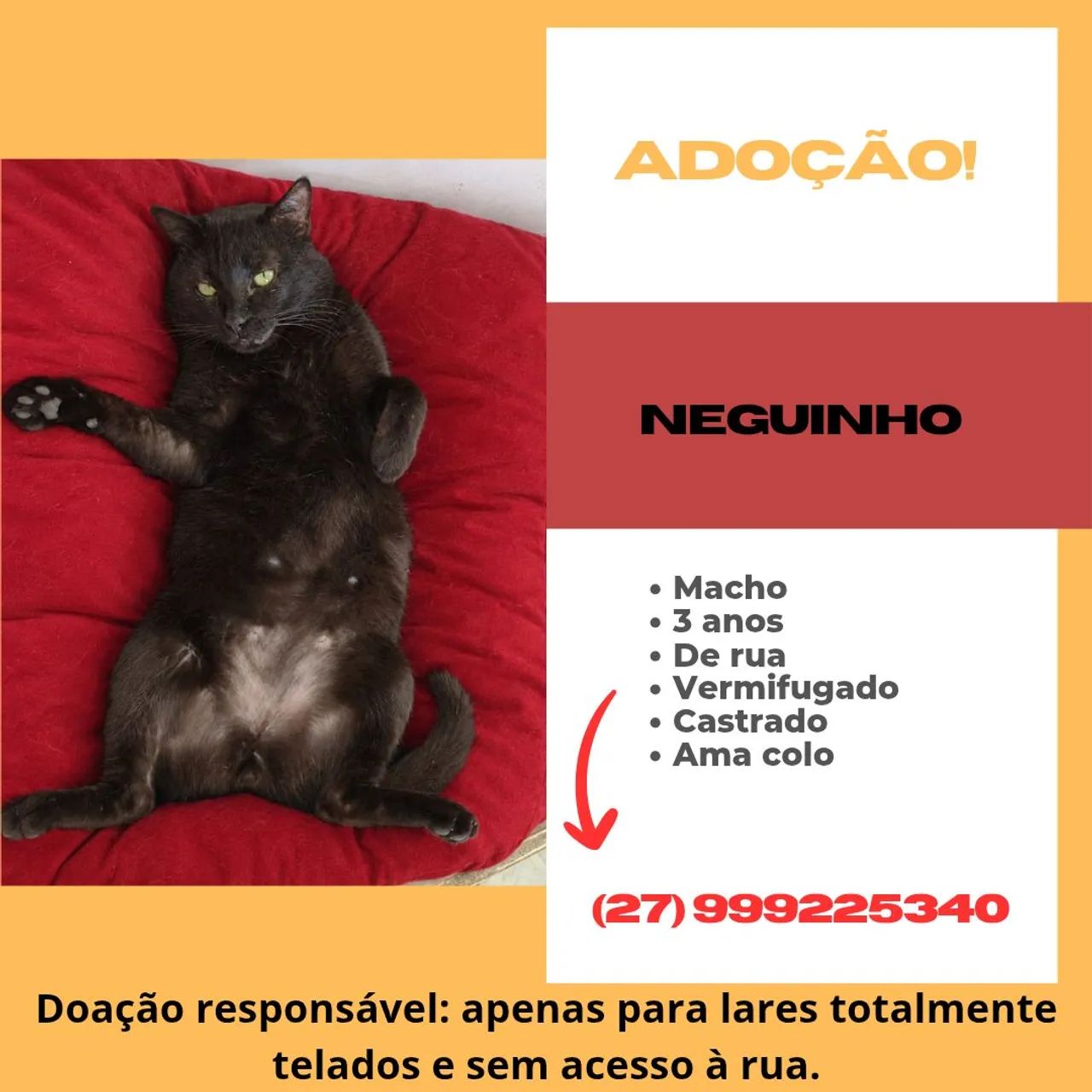DOAÇÃO RESPONSÁVEL GATO MACHO 