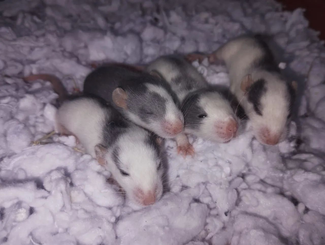 Ratos Twister para pet. 