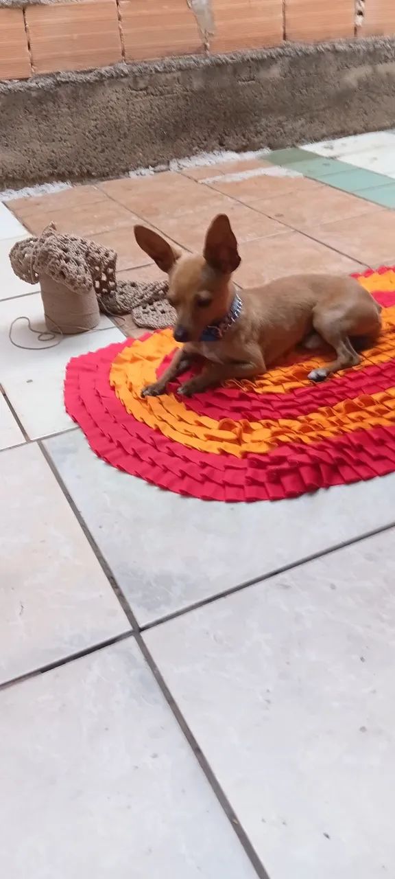 Vendo pinscher  - Foto 3