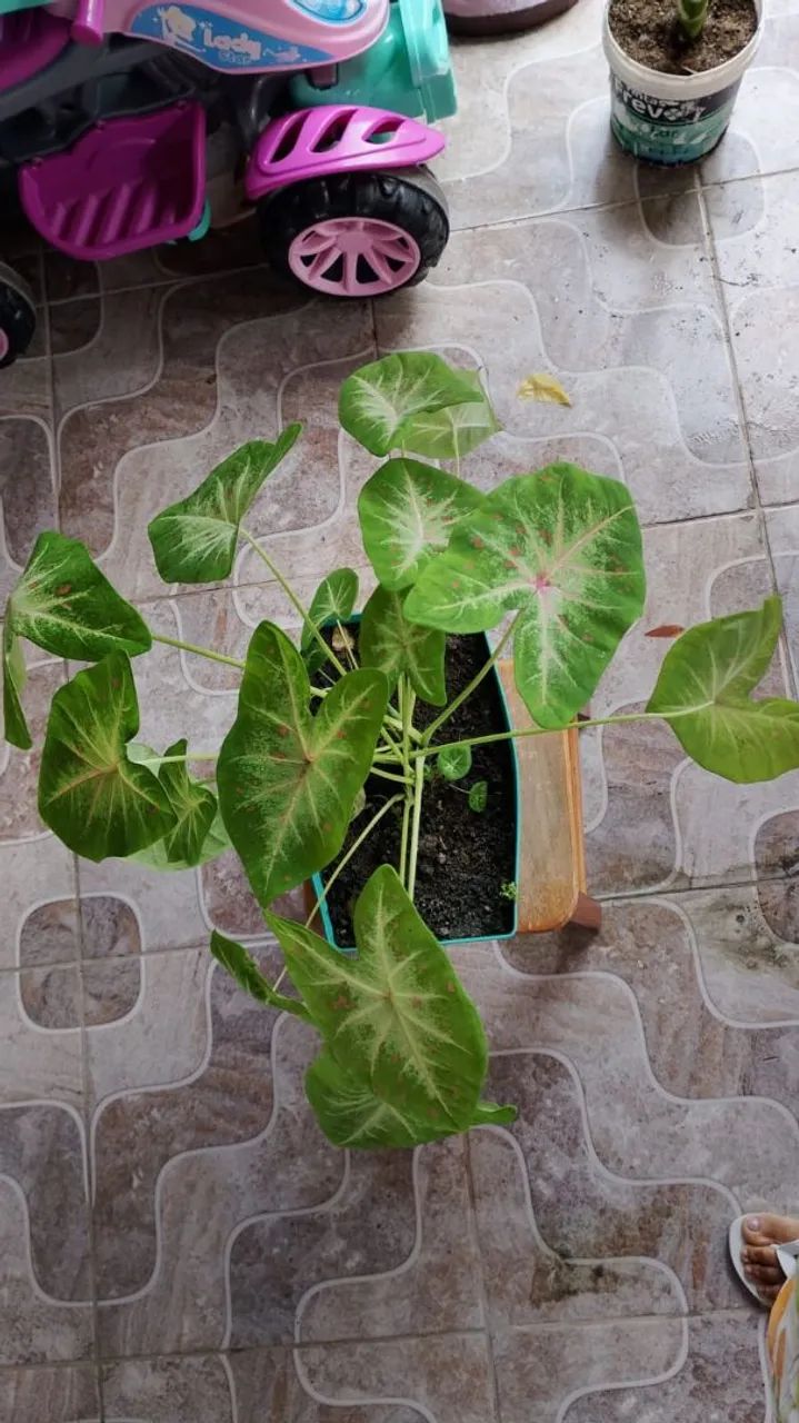 Planta CALÁDIO PROMOÇÃO DE : 65,00 POR: 45,00