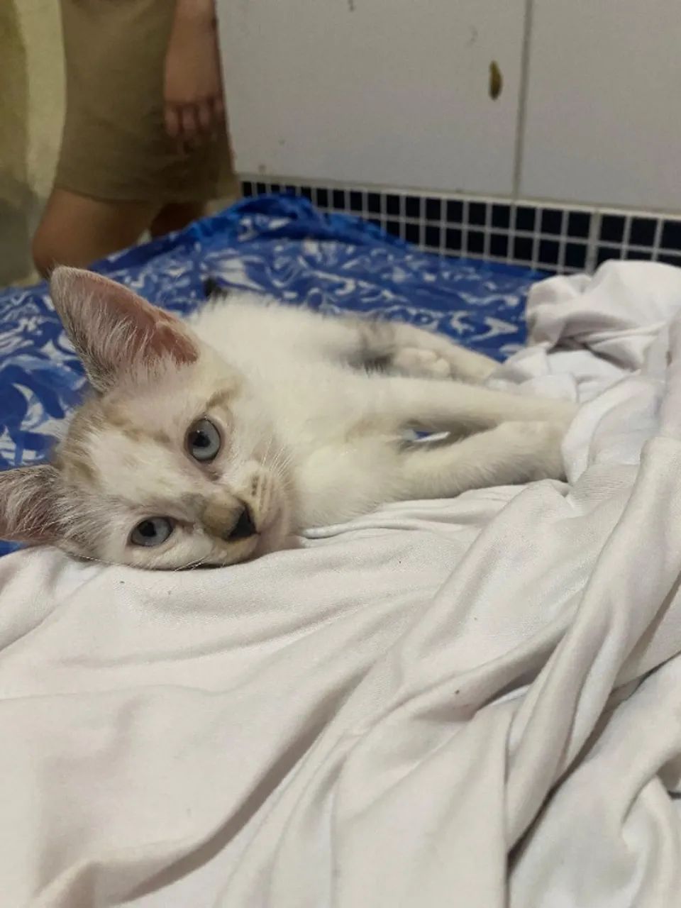 Gato