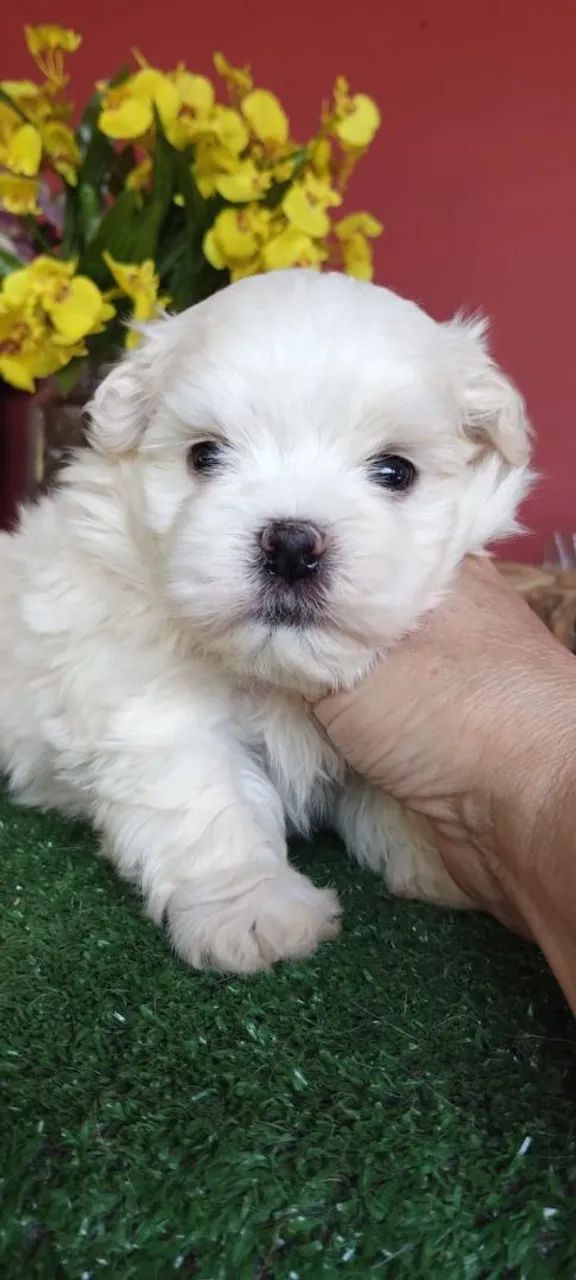 Maltês pequeno no tamanho gigante no amor