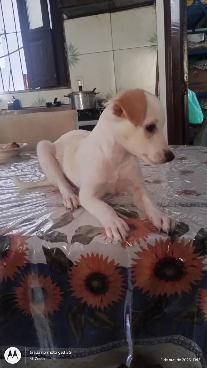 Me adota!! - Foto 2