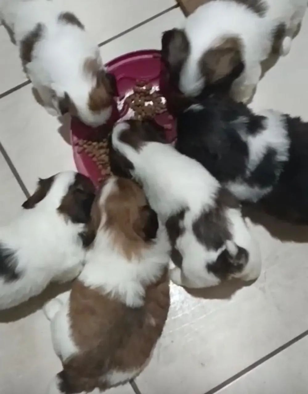 Shih tzu alegre e leal