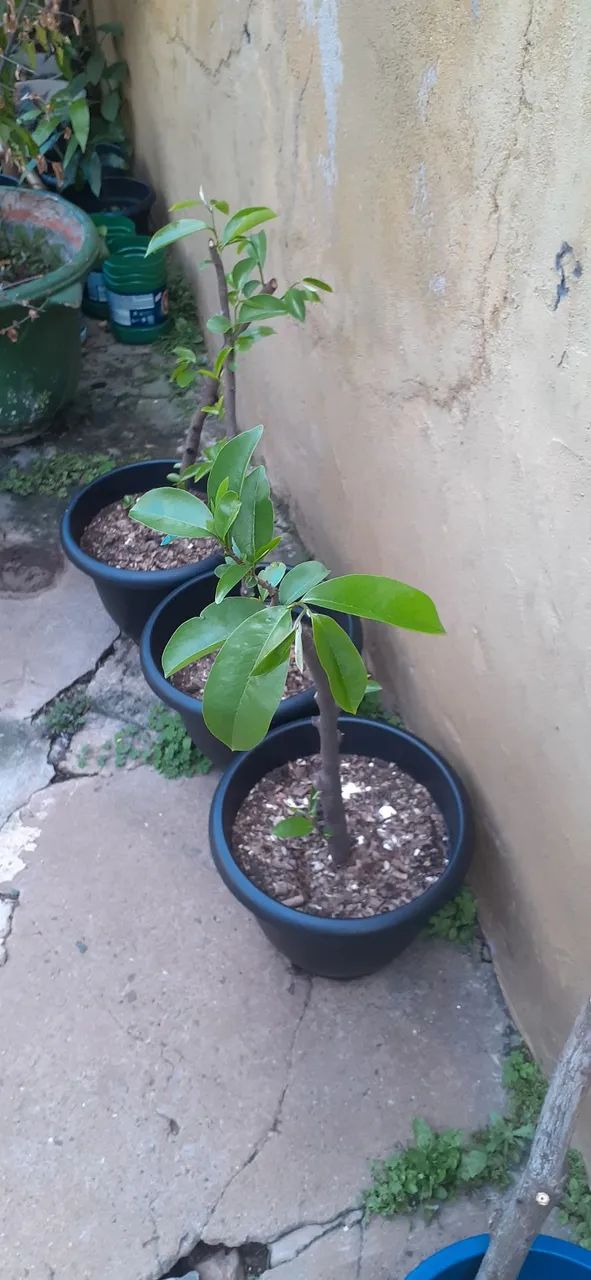 Vende-se muda de opurquia de pé de graviola ótima qualidade  - Foto 2