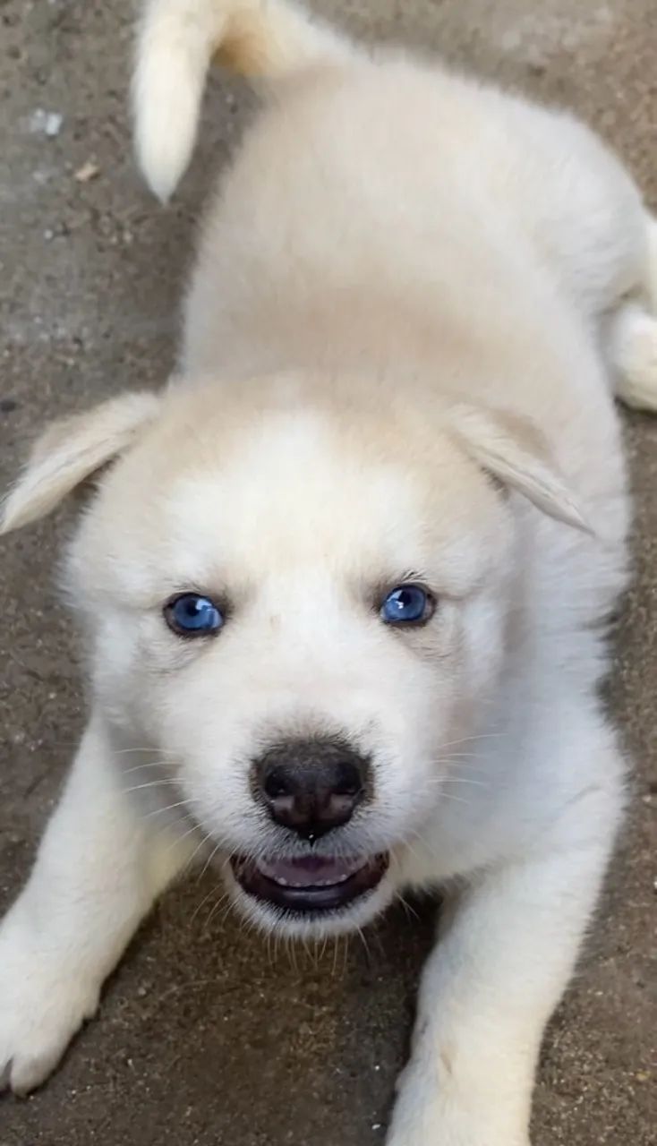 HUSKY SIBERIANO  - Foto 3