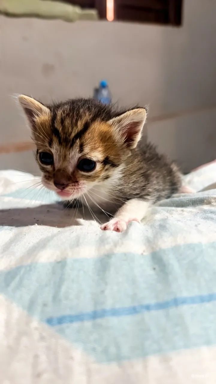 doação de gatinhos  - Foto 2