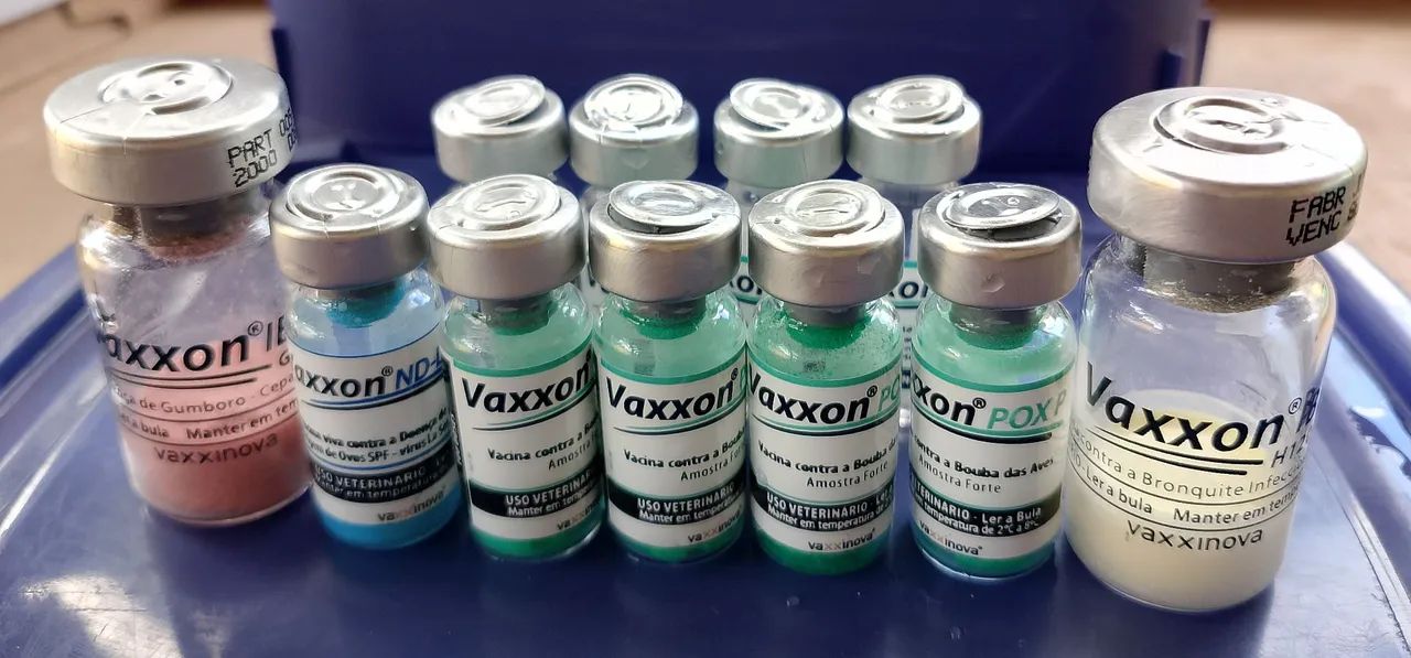 Galos Embrapa 051, GLC e AMAZONE para reprodução, frangas de postura e frangos de corte   - Foto 6