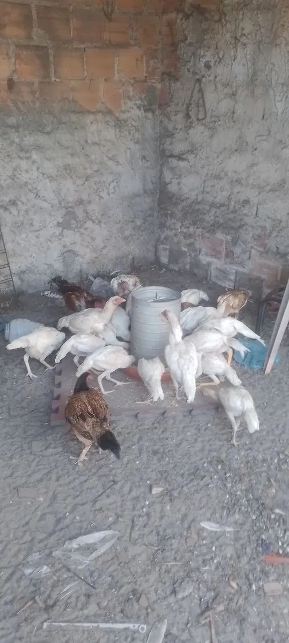 Galinha de raça  - Foto 2