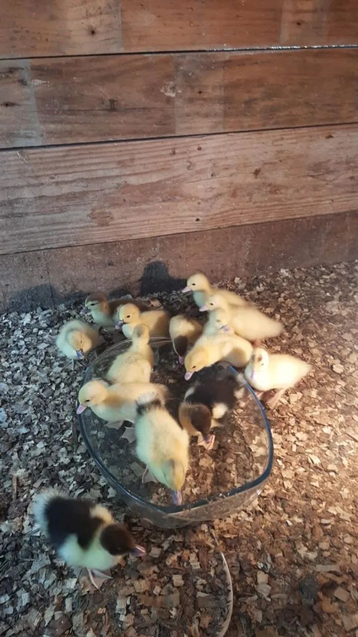 Vendo filhote de patos - Foto 4