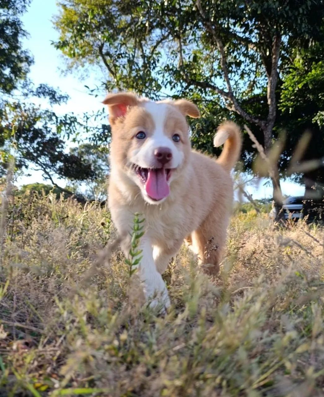 Border Collie  - Foto 5