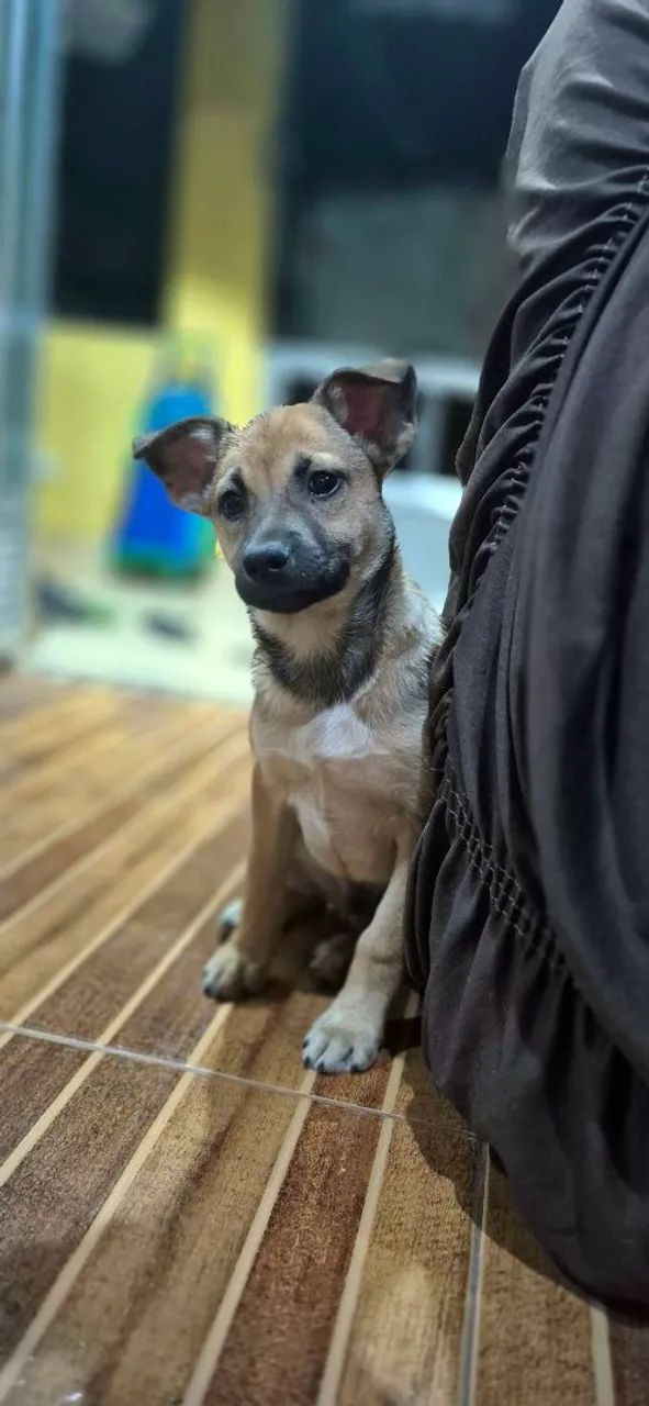 Cachorrinho macho - Foto 2