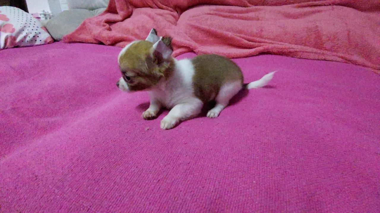 Último macho pelo longo com 2 vacinas - Foto 3