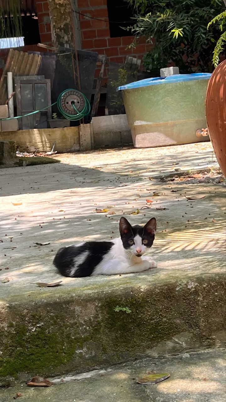 Doação de gatos - Foto 2