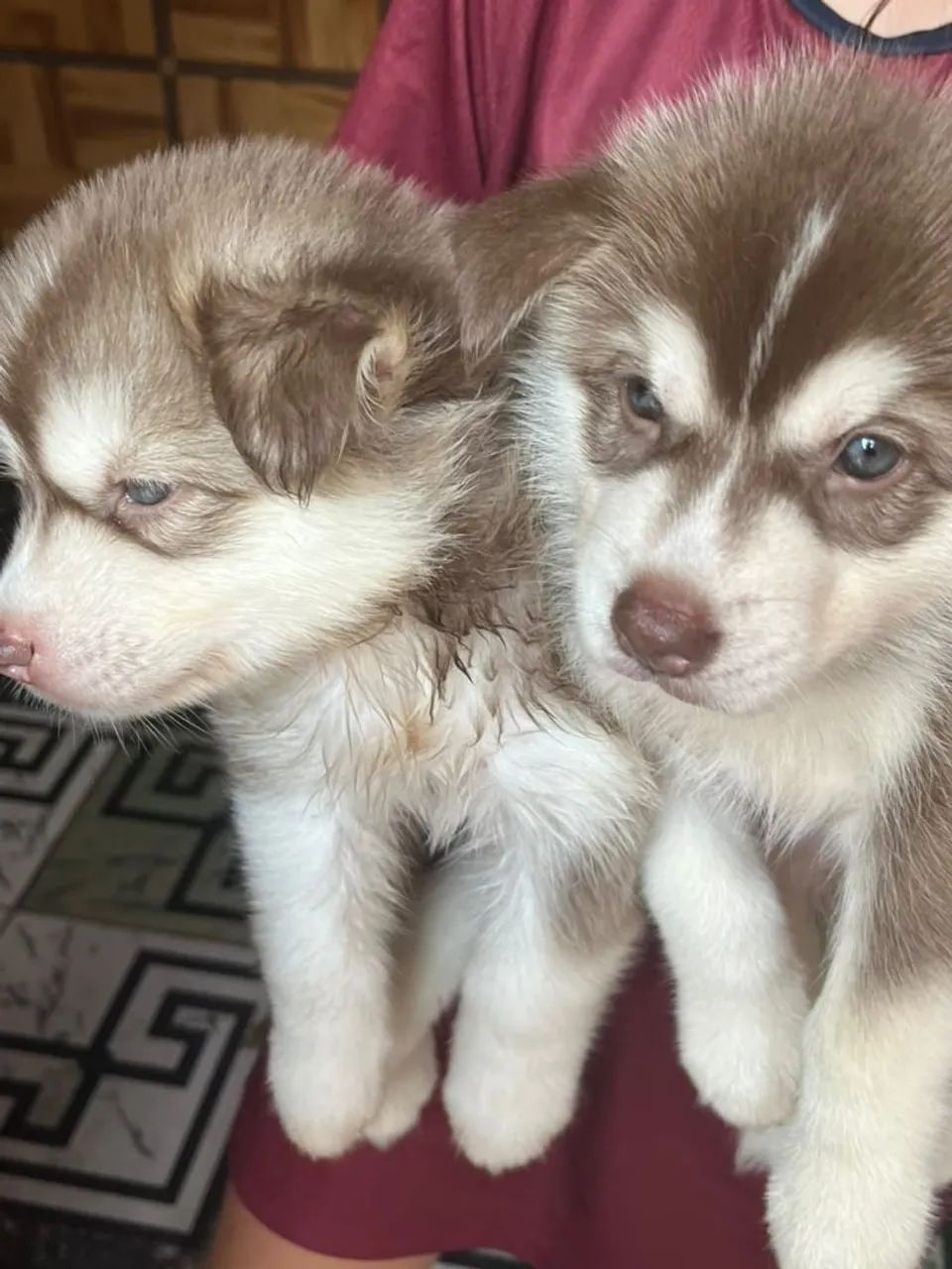 Cachorro husky siberiano  - Foto 2